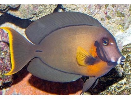 Acanthurus pyroferus-Bodlok Pyroferusův