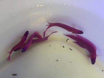 Pseudochromis fridmani-Sapínovec Fridmanův