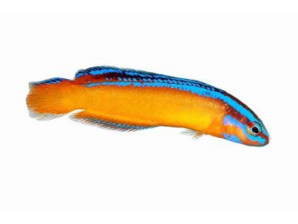 Pseudochromis aldabrensis