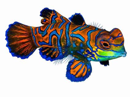 Synchiropus splendidus-Vřeténka mandarín
