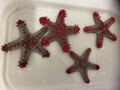 Protoreaster linckii-Hvězdice Linckova