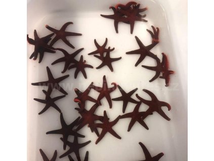 Fromia milleporella-Hvězdice červená