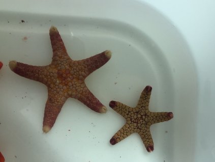 Fromia monilis Hvězdice operlená