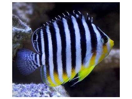 Paracentropyge multifasciata-Pomčík mnohopruhý