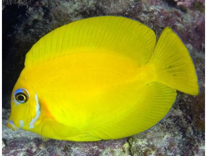 Acanthurus pyroferus juvenilní-Bodlok Pyroferusův