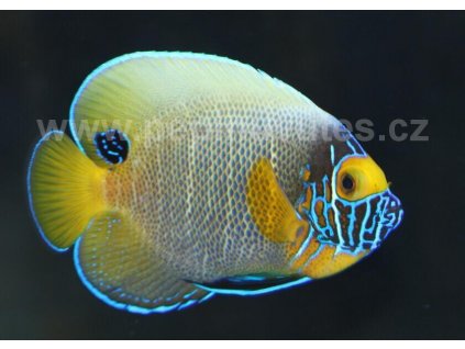 Pomacanthus xanthometopon-Pomec modrohlavý