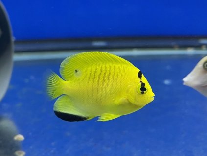 Apolemichthys trimaculatus-Pomec tříbodý