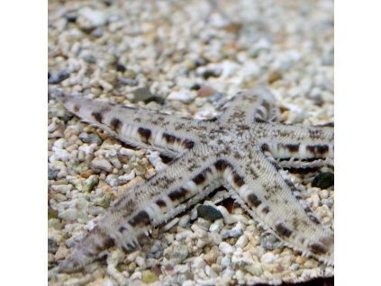 Archaster typicus M-L-Hvězdice páskovaná M-L