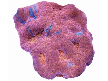 Acanthastrea hillae-Rifovník hvězdicovitý