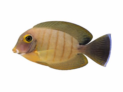 Acanthurus tristis-Bodlok indický