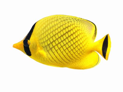 Chaetodon rafflesii-Klipka velkošupinná