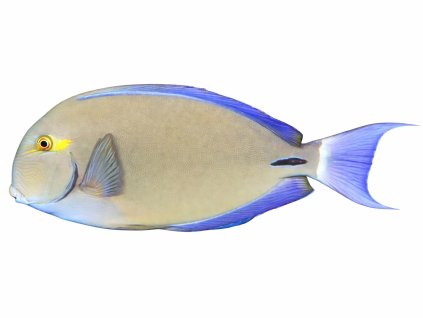 Acanthurus blochii-Bodlok modropáskovaný