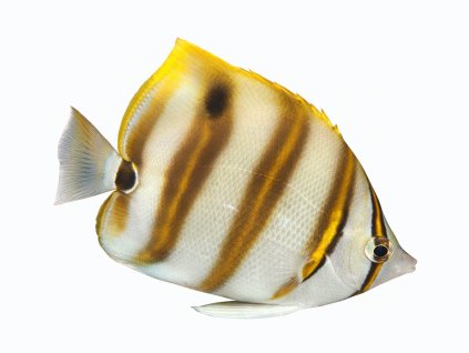 Parachaetodon ocellatus-Klipka očkatá