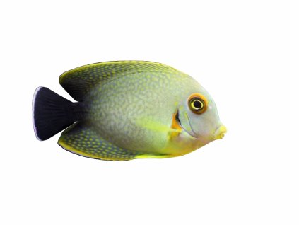 Acanthurus chronixis-Bodlok Chronixisův