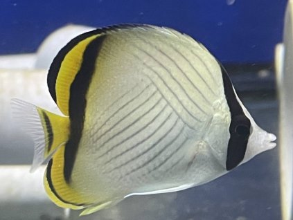 Chaetodon vagabundus-Klipka vagabund