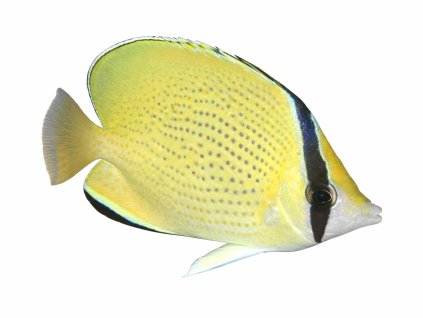 Chaetodon citrinellus-Klipka citronová