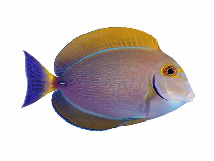 Acanthurus xanthopterus-Bodlok žlutoploutvý