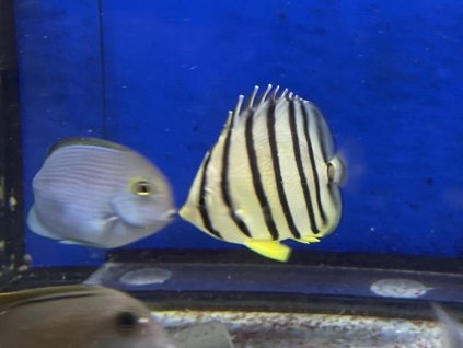 Chaetodon octofasciatus-Klipka osmipruhá