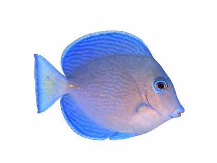 Acanthurus coeruleus-Bodlok modrý
