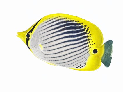 Chaetodon ocellicaudus-Klipka skvrnoocasá