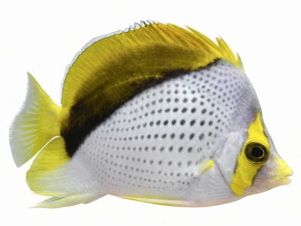 Chaetodon declivis-Klipka markézská