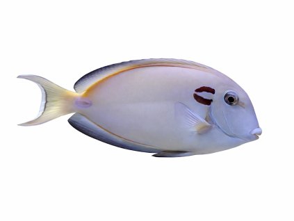 Acanthurus tenneti-Bodlok Tennetův