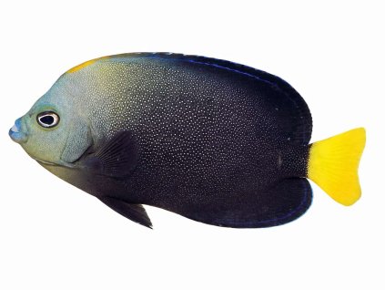 Chaetodontoplus caeruleopuncta-Pomec tečkovaný