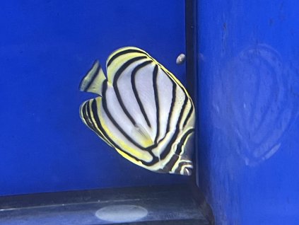 Chaetodon meyeri-Klipka Meyerova