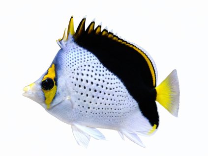 Chaetodon tinkeri-Klipka havajská