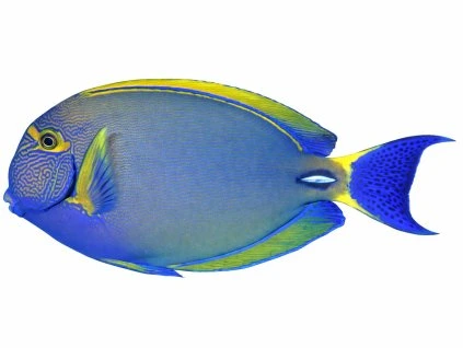 Acanthurus dussumieri-Bodlok proužkatý
