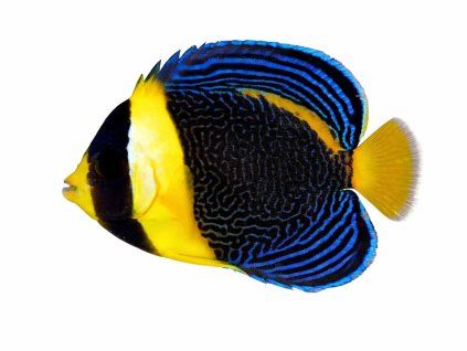 Chaetodontoplus duboulayi-Pomec australský