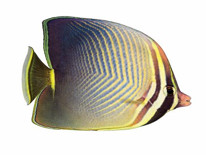 Chaetodon baronesa-Klipka baronesa