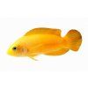 Pseudochromis fuscus-Kanícek tmavý