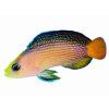 Pseudochromis splendens-Kanícek nádherný