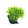 Acropora aculeus-Větevník štětkový