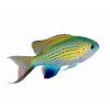 Chromis vanderbilti-Sapín Vanderbiltův