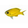 Chromis analis-Sapín žlutý