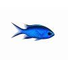 Chromis cyanea-Sapín černomodrý