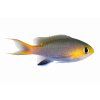 Chromis acares-Sapín žlutohlavý