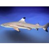 Carcharhinus melanopterus-Žralok černoploutvý