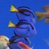 Paracanthurus hepatus-Bodlok pestrý