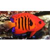 Centropyge loricula-Pomčík ohnivý