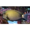 Acanthurus maculiceps-Bodlok skvrnohlavý