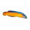 Pseudochromis aldabrensis