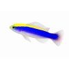 Pseudochromis flavivertex-Sapínovec žlutohřbetý