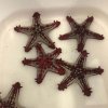 Protoreaster linckii-Hvězdice Linckova