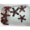 Protoreaster linckii-Hvězdice Linckova