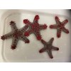Protoreaster linckii-Hvězdice Linckova