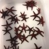Fromia milleporella-Hvězdice červená