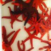 Linckia starfish orange-Hvězdice oranžovočervená